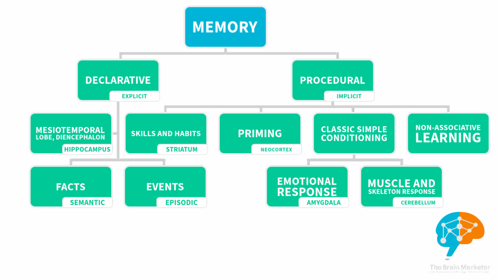 Schema of the memory systems in the consumer behavior and their brain regions